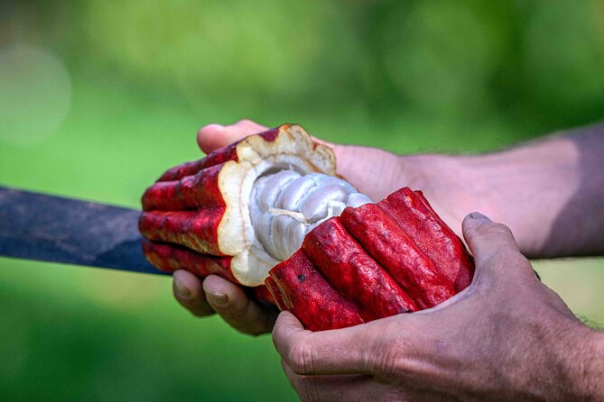 10 Bar Hawaiian Craft Chocolate Tasting Experience - 10+ single-origin bars: how to taste without getting lost