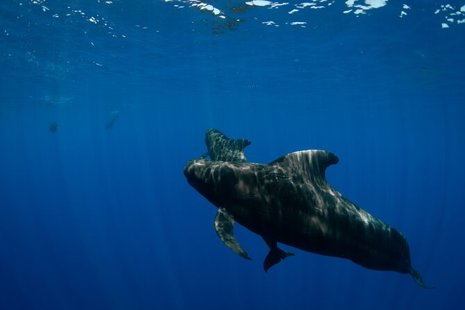 10 Passenger Max Customizable Private Charter - Wildlife Moments: Manta Rays and Dolphin Pods