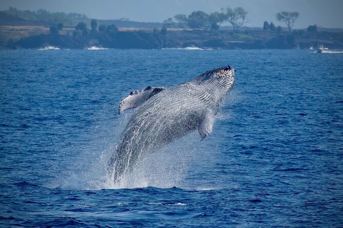 2.5-Hour Whale Watching On A 41' Super-Raft - Key Points That Make This Whale Watch Worth Your Time
