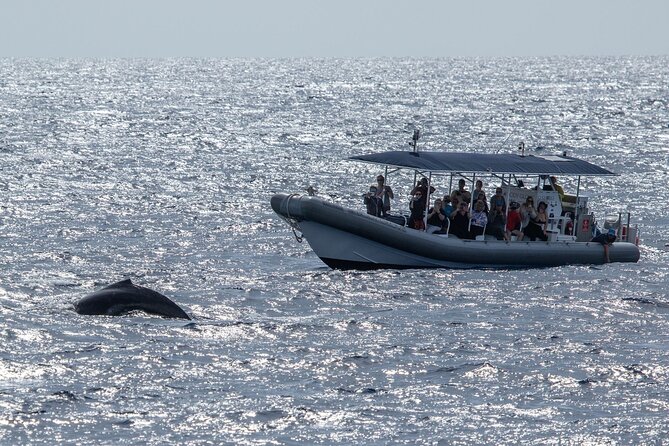 2.5-Hour Whale Watching On A 41' Super-Raft - Naturalist Commentary and Crew Skills: Why the Scan Feels Easier