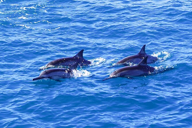 2 Hour Big Island Dolphin Watching and Sea Turtle Snorkel Tour - Snorkeling gear, wetsuits, and comfort (without making it a big hassle)