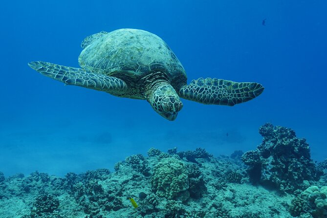 2 Hour Big Island Dolphin Watching and Sea Turtle Snorkel Tour - Weather rules and reality checks for the ocean
