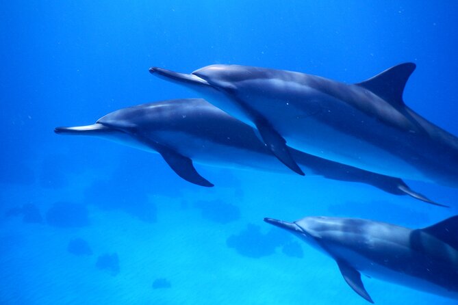2-Hour Dolphin Watching and Double Reef with Snorkel in Hawaii - Key points to know before you go