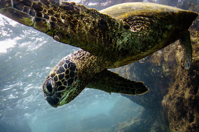 2-Hour Dolphin Watching and Double Reef with Snorkel in Hawaii - The RHIB ride from Honokohau Marina: fast, close, and built for spotting
