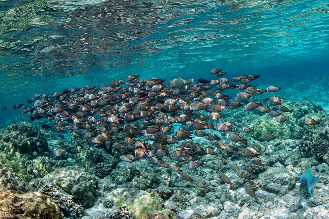 2-Hour Dolphin Watching and Double Reef with Snorkel in Hawaii - What to bring for a smoother snorkeling experience