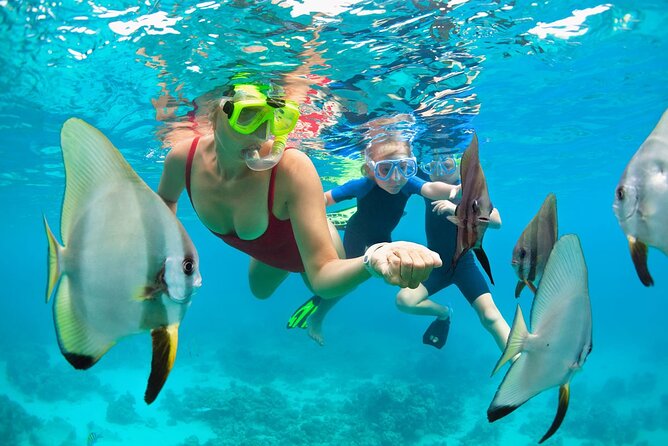 2-Hour Mauna Kea One Stop Sealife Snorkel Adventure - Mauna Kea Summit Stop: When the Tour Isn’t Just Saltwater