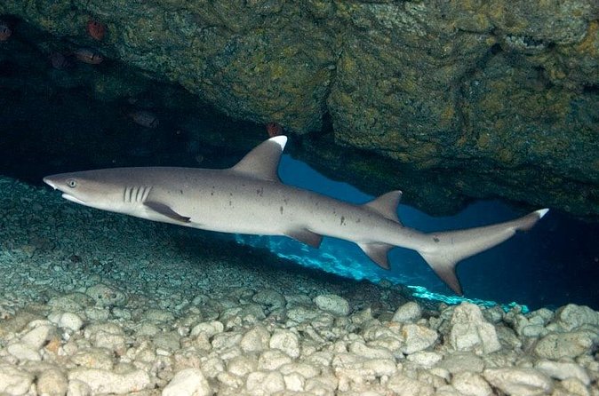 2-Tank Daytime Scuba Dive Boat Trip - What makes the Kona water time worth your morning