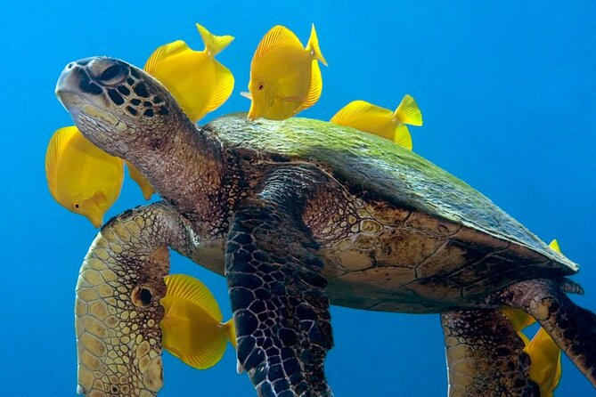 2-Tank Daytime Scuba Dive Boat Trip - Two tank sessions with real guidance (not just hope)
