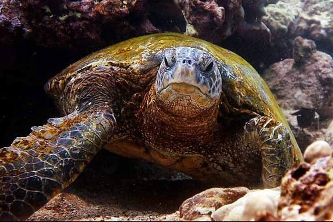 2 Tank Shore Dive at Sea Turtle Cove - Who this two-tank shore scuba outing suits best