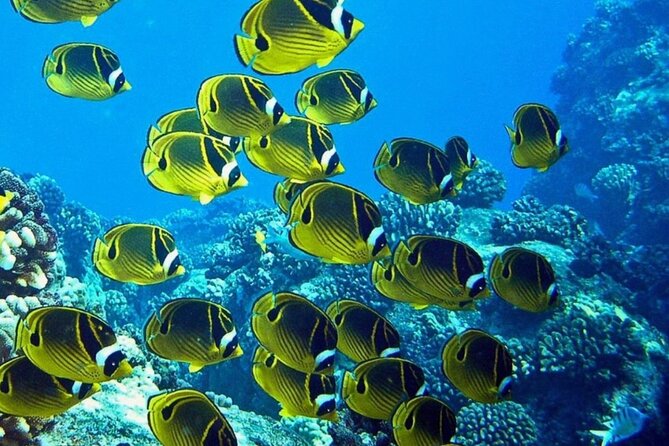 2 Tank Shore Dive at Sea Turtle Cove - The two-tank underwater time at Hilo’s reefs