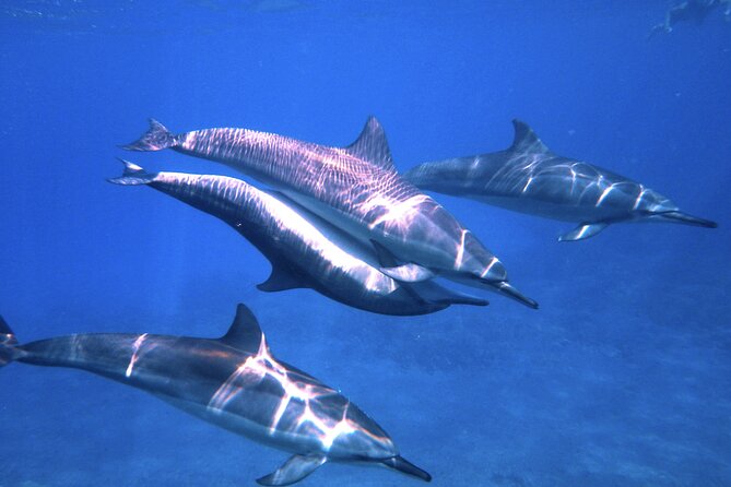 3.5 Hour Kailua-Kona Ocean Kayak and Snorkel Tour - Kayaking Along the Kona Coast: Stable Boats and Real Paddling