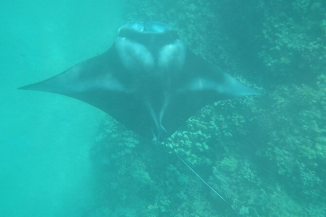 3.5 Hour Kailua-Kona Ocean Kayak and Snorkel Tour - Snorkeling for 50+ Fish Species: Coral, Clarity, and Entry Tips