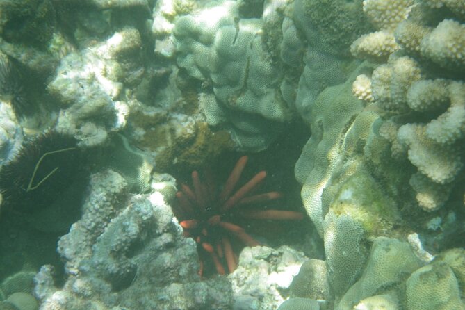 3.5 Hour Kailua-Kona Ocean Kayak and Snorkel Tour - Price and Value: Why $99 Can Feel Like a Deal
