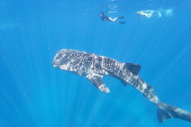 3-Hour Luxury Private Custom Charter - Whale Watching, Dolphins, and Sunset Cruises: Wildlife Time Without the Big-Tour Noise