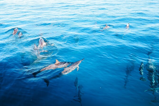 4 Hour Big Island Dolphin Watch Boat Tour, Snorkeling & BBQ Lunch - What makes this Kona dolphin and snorkeling tour tick