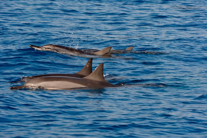 4-Hour Kona Private Charter - Captain Cook Coastline Explorer: Older Lava Flows and Secluded Feel