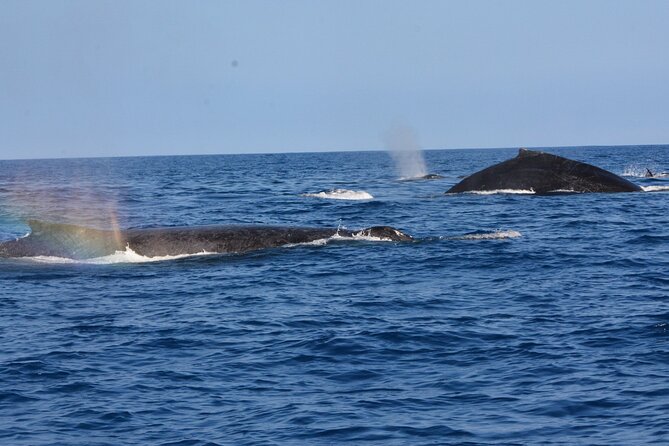 4-Hour Kona Private Charter - What $1,340 Buys You on a 4-Hour Kona Charter