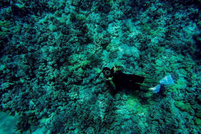 4 Hour Super-Raft Snorkeling Experience in Kailua-Kona - Wildlife spotting: dolphins, whales, turtles, and sharks (yes, sometimes)