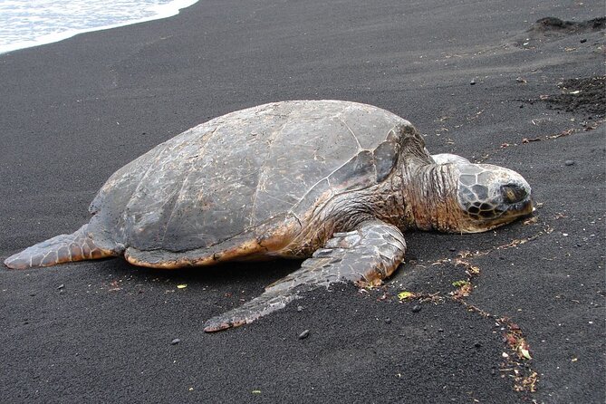 5 Hour Custom Private Tour of Hawaii - Private guide time: why Scott-level service matters (and how to get it)