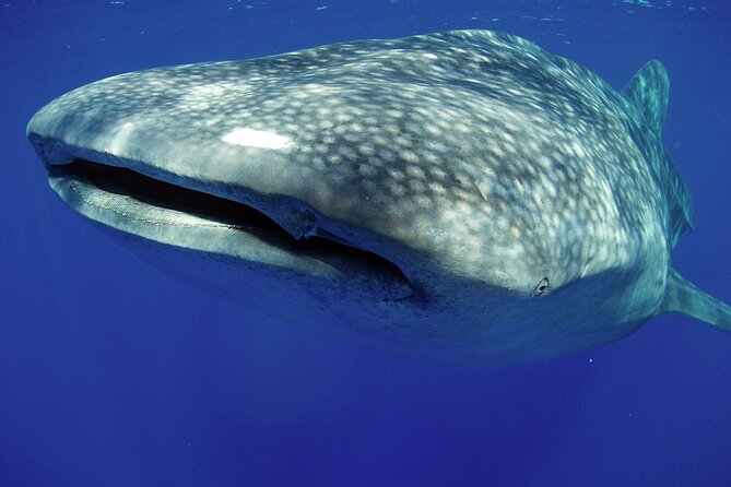 5-Hour Kona Private Boat Charter - Why this Kona private Zodiac charter is a smart move