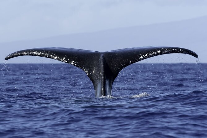 6 Hour Private Charter in Kona - Captain Cook Monument: Your Route’s First Anchor Point