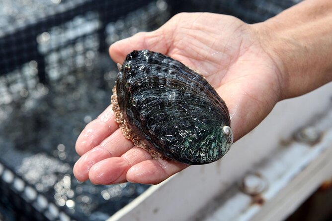 Abalone Farm Tour - The 1-hour flow: walk, talk, touch, then taste