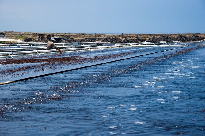 Abalone Farm Tour - The tasting: abalone, seaweed, and superfood-ish samples