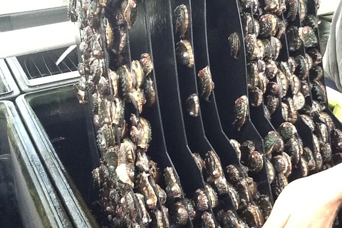 Abalone Farm Tour - Price and value: why $35 can feel like a steal