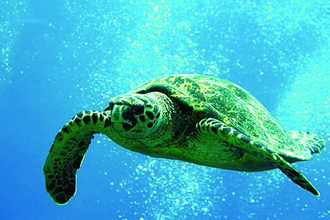 Afternoon Tradewind Sail from Waikoloa - Cruising the Kohala Coast From the Spirit of Aloha