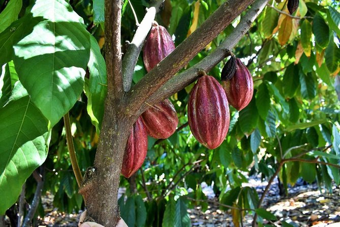 Award Winning Farm Tour: Coffee, Chocolate and Unique Gifts - Comfort, Timing, and Group Size on a 3-Hour Tour