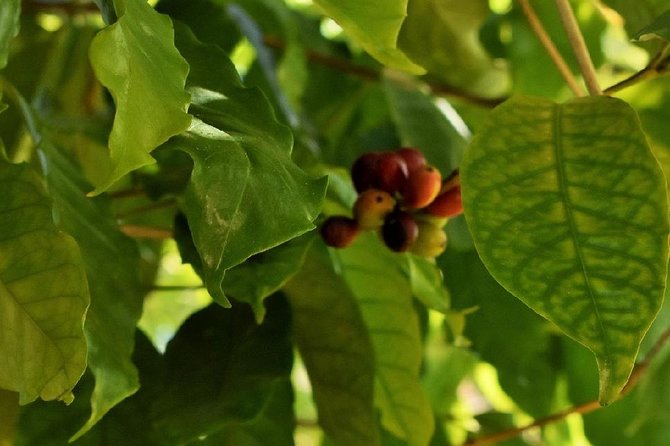 Award Winning Farm Tour: Coffee, Chocolate and Unique Gifts - Gifts, Souvenirs, and What to Buy for the Home