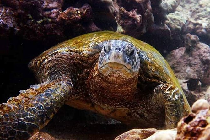 Beach Snorkel - Sea Turtle and Black Sand Lagoon - Price and logistics for a half-day in Hilo