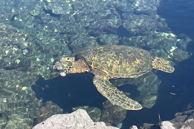 Beach Snorkel - Sea Turtle and Black Sand Lagoon - Who should book, and who should plan a backup