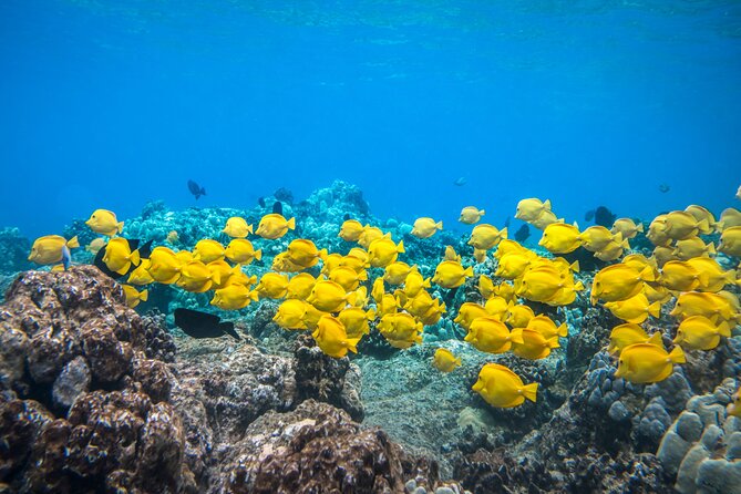 Best Coral Reef Snorkel Tour in Kona - Protected Marine Sanctuary - Key Highlights at a Glance