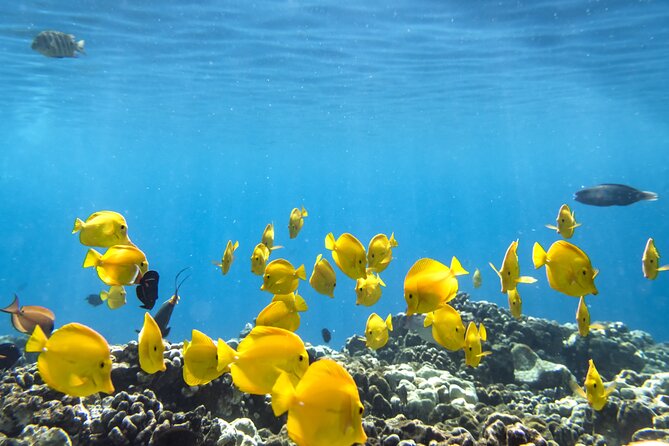 Best Coral Reef Snorkel Tour in Kona - Protected Marine Sanctuary - Where Kealakekua Bay Makes This Snorkel Tour Feel Worth It