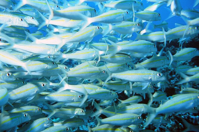 Best Coral Reef Snorkel Tour in Kona - Protected Marine Sanctuary - Timing and Departures: Choose Midday to Avoid the Rush