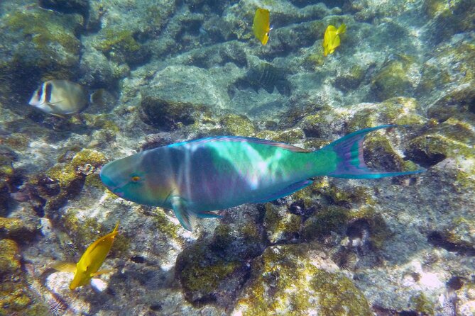 Best Coral Reef Snorkel Tour in Kona - Protected Marine Sanctuary - Gear, What You Bring, and What You Don’t Have to Worry About