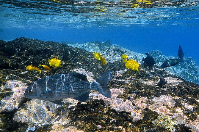 Best Coral Reef Snorkel Tour in Kona - Protected Marine Sanctuary - Wildlife Add-Ons You Might See on the Day
