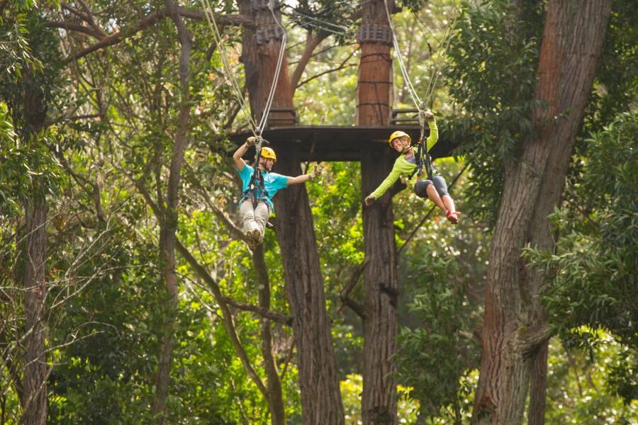 Big Island: 3-Hour Kohala Canopy Zipline Adventure - Key things to know before you go