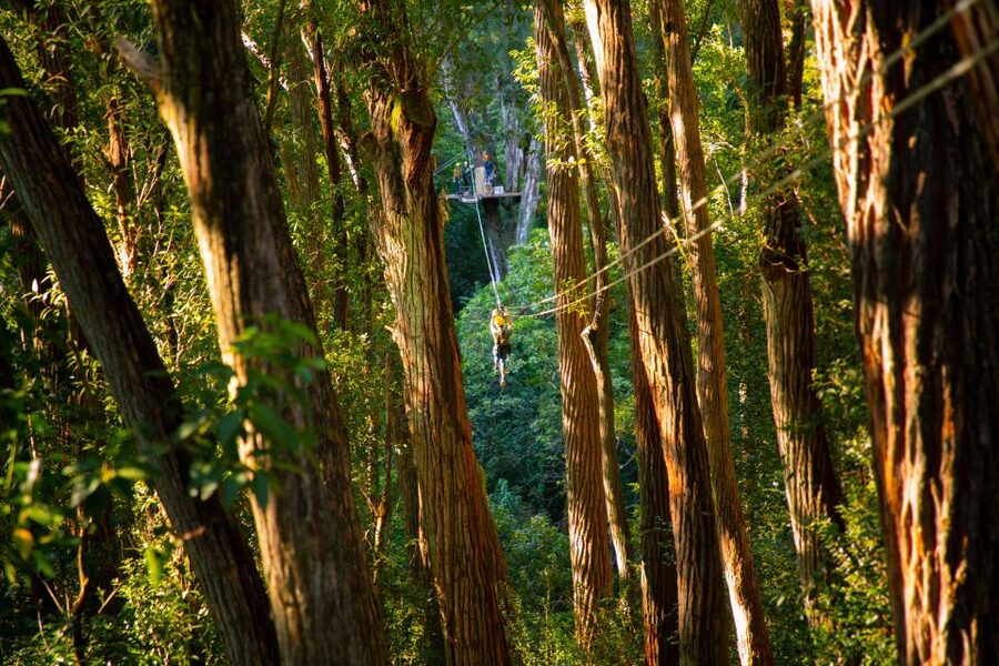 Big Island: 3-Hour Kohala Canopy Zipline Adventure - Price and Value: What $256 Includes (and What Costs Extra)