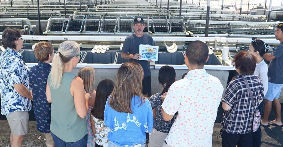 Big Island: Abalone Farm Guided Tour with Tasting - The guided format: what you’ll actually do on the tour