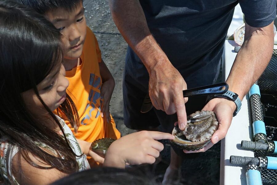 Big Island: Abalone Farm Guided Tour with Tasting - Who this tour suits best (and who might not love it)