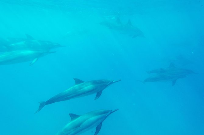 Big Island: Captain Cook Snorkel On A Power Catamaran With Lunch - Wildlife on the route: dolphins now, humpbacks when the season lines up