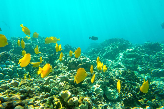Big Island: Captain Cook Snorkel On A Power Catamaran With Lunch - Who this tour suits best (and who should think twice)