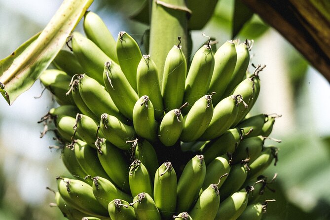 Big Island Farms Tour in Hawaii - Weather, timing, and the practical realities on the Big Island