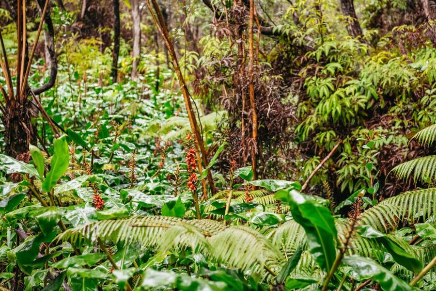 Big Island: Hawai'i Volcanoes National Park Guided Hike - Price and value: what $230 covers (and what park tickets cost)