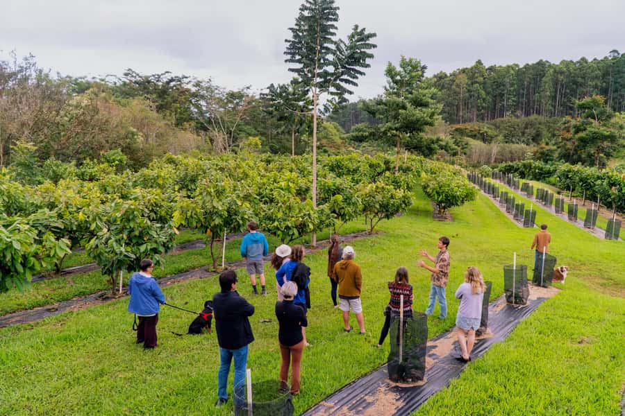 Big Island Hawaii: Craft Chocolate Tasting and Farm Tour - Chocolate on the Hilo backroads: finding Honolii Orchards