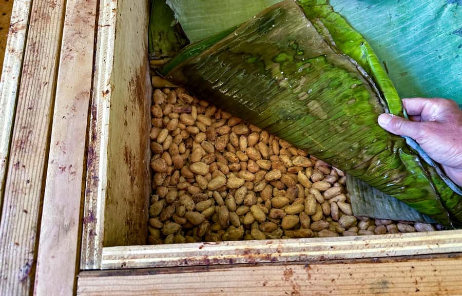 Big Island Hawaii: Craft Chocolate Tasting and Farm Tour - Chocolate history: from ancient Mesoamerica to today’s craft movement