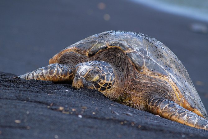Big Island Highlights: Coffee, Volcano, Black Sands & Waterfall - Punalu’u Black Sand Beach: turtle chances, not turtle guarantees