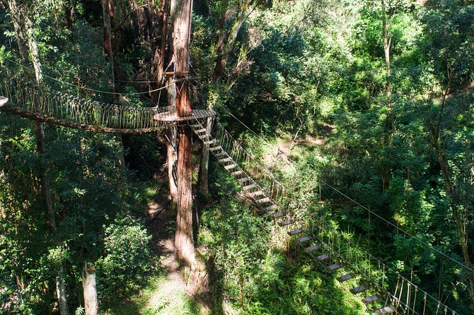 Big Island Kohala Canopy Zipline Adventure - Safety in the trees: why the guides matter
